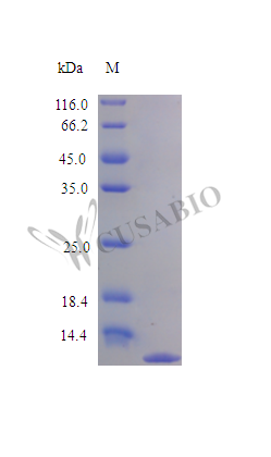 C-C motif chemokine 4 protein (Ccl4) (Active), rat, recombinant