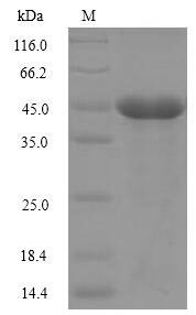 Cobra venom factor, partial, Naja kaouthia, recombinant