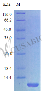 C-X-C motif chemokine 3 protein (Cxcl3), partial (Active), rat, recombinant