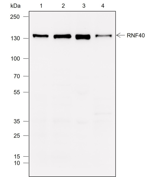 Anti-Recombinant RNF40, clone A775