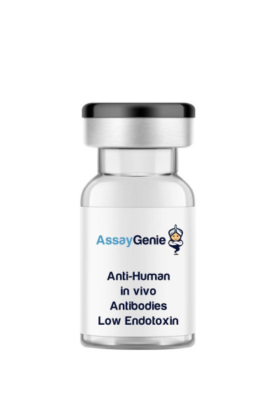 Anti-Human CD19 In Vivo Antibody - Low Endotoxin