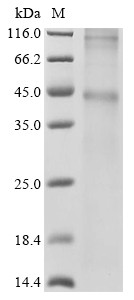 5-Hydroxytryptamine receptor 1B (HTR1B), human, recombinant