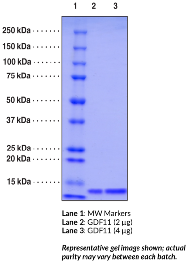 GDF11 (human recombinant)