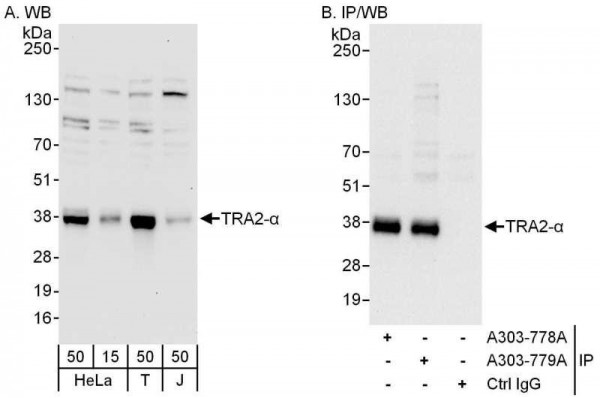 Anti-TRA2-alpha