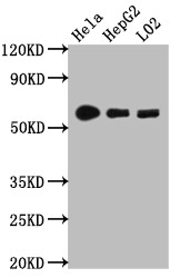 Anti-CYP1A2 Recombinant Monoclonal, clone 8B2