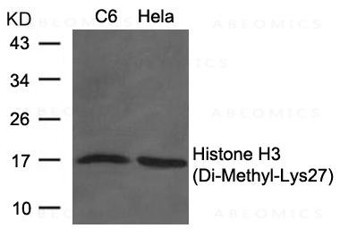 Anti-Histone H3 (Di-Methyl-Lys27)