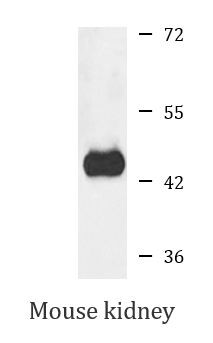 Anti-SCRN2