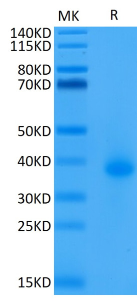 Biotinylated Human CD40/TNFRSF5 Protein