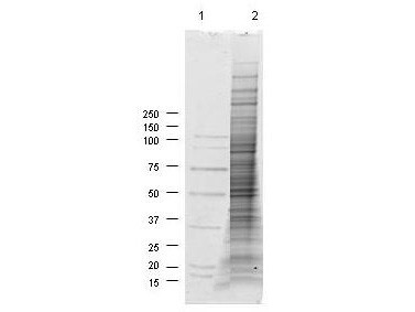 NIH/3T3 Whole Cell Lysate PDGF Stimulated