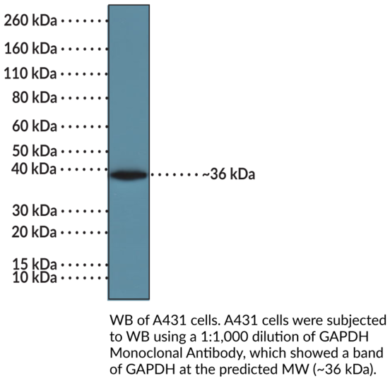 Anti-GAPDH (C-Term) Rabbit Monoclonal Antibody (RM114)
