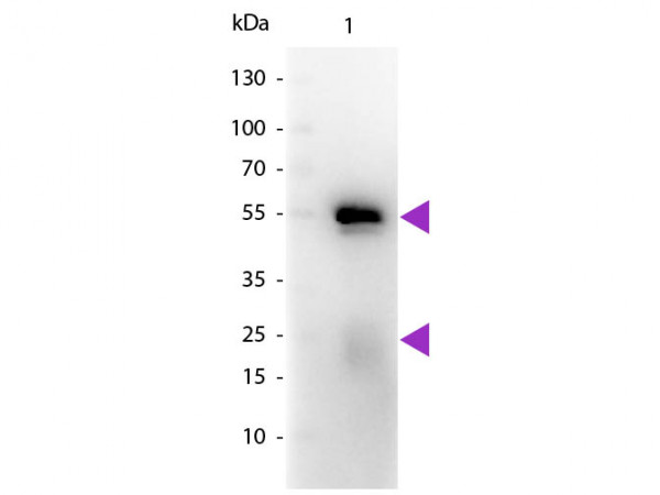 Anti-Rabbit IgG (H&amp;L) [Goat] Peroxidase conjugated Fab fragment
