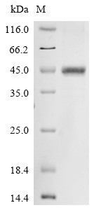 Norrin (Ndp), human, recombinant