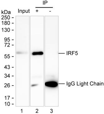 Anti-IRF5