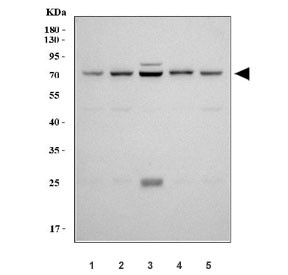 Anti-COX2 / PTGS2