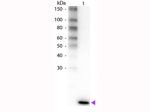 Anti-Interleukin-2 (IL-2), Biotin conjugated
