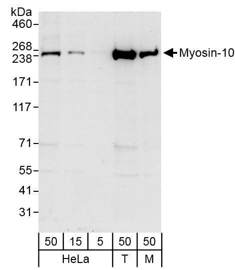Anti-Myosin-10