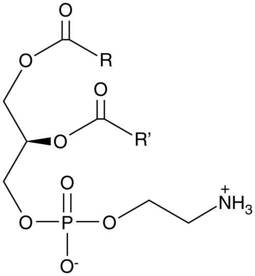 Phosphatidylethanolamine (soy)