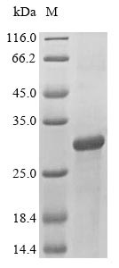 Cyclic AMP-dependent transcription factor ATF-3 (ATF3), human, recombinant