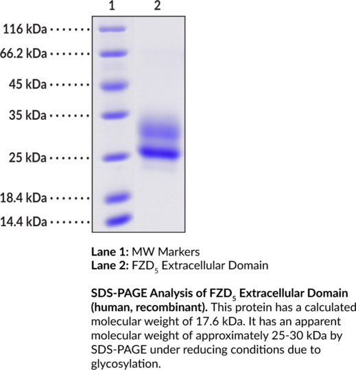 FZD5 Extracellular Domain (human, recombinant)