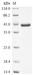 Mitotic checkpoint protein BUB3 (BUB3), human, recombinant