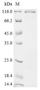 Desmoglein-3 (Dsg3), partial, Biotinylated, recombinant mouse