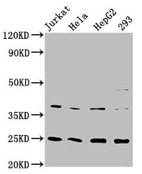 Anti-HAMP Recombinant Monoclonal, clone 4C5