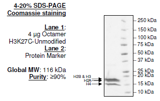 Histone Octamer H3K27C Unmodified