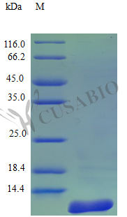 C-C motif chemokine 27 protein (CCL27) (Active), human, recombinant