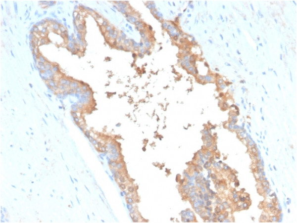 Anti-Transferrin (Early Marker of Oligodendrocytes)(TF/3001), 0.2mg/mL