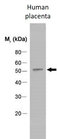 Anti-CYP19A1 / Aromatase, clone H4
