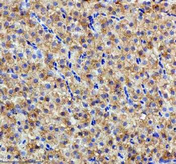 Anti-Zebrafish Hspa5 / Grp78 / Bip