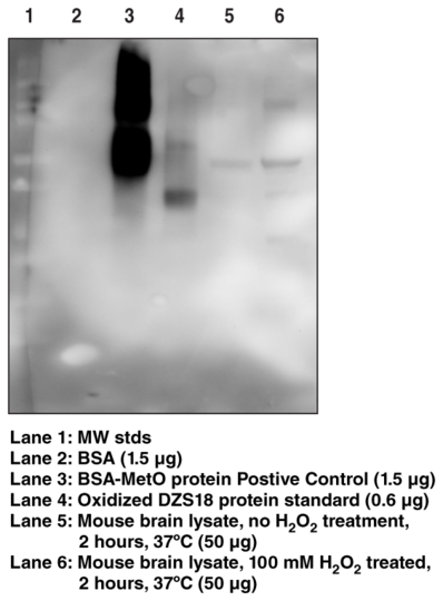 Methionine Sulfoxide Immunoblotting Kit