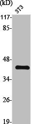 Anti-OXER1
