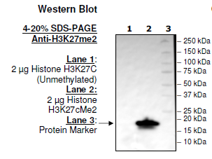 Histone H3 K27cMe2, Full Length