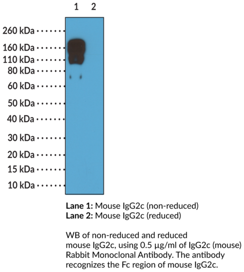 Anti-IgG2c (mouse) Rabbit Monoclonal Antibody (Clone RM223)