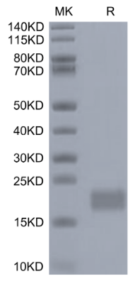 CXCL13/BCA-1, His, Mouse
