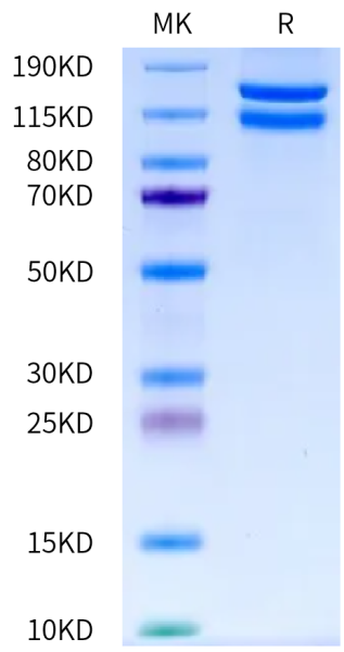 Cynomolgus Integrin alpha 2 beta 1 (ITGA2&amp;ITGB1) Heterodimer Protein