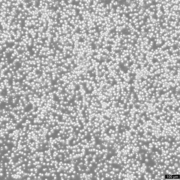 OKT 3 Cells