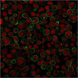 Anti-CD45RA (Leukocyte marker), clone 111-1C5
