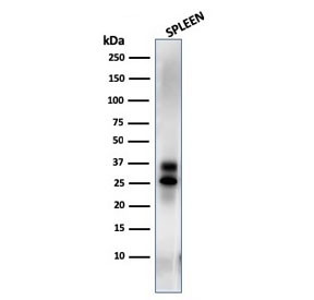 Anti-Granzyme B, clone GZMB/3014