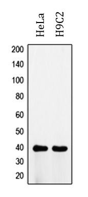 Anti-ATP6V0D1 / p39