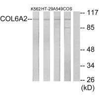 Anti-COL6A2