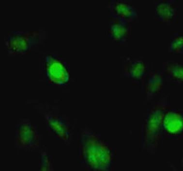 Anti-phospho-CDK1 / CDC2 (Tyr15)