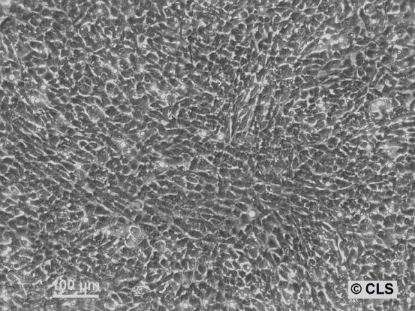 NRK-EGFP-H2B Cells