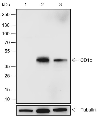 Anti-Recombinant CD1c, clone A555