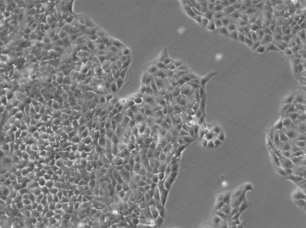 BRL-3A Cells