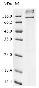 E3 ubiquitin-protein ligase AMFR (AMFR), human, recombinant