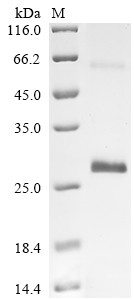 Vascular endothelial growth factor A (VEGFA), horse, recombinant