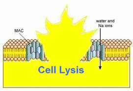 ReadiUse(TM)mammalian cell lysis buffer *5X*