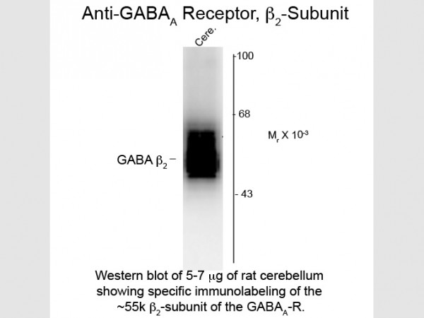 Anti-GABA(A) Receptor beta 2
